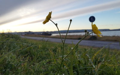 Tónlistarakademía Íslands – félags doktora í tónlist 